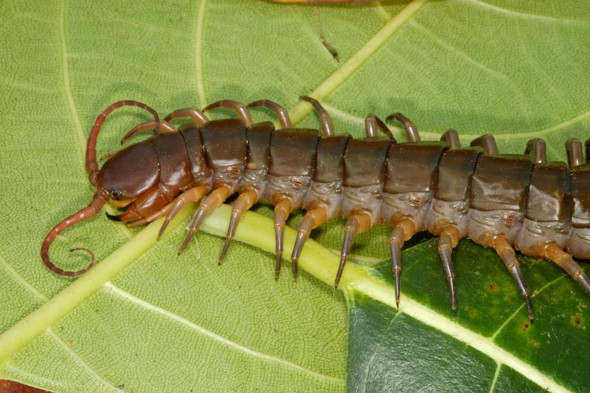 Centipede (Arthropod/Uniramia/Chilopoda), whole length about 5 inches