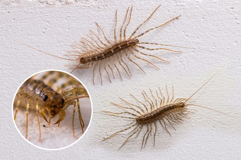 Centipedes (Scutigera coleoptrata) on the wall look in different directions, Hard Shelled Centipedes In My House - What To Do?