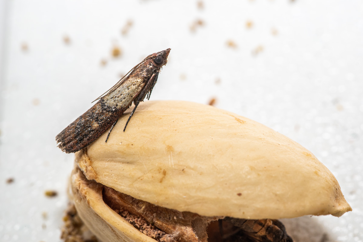 Close-up view on indian-meal moth on pistachio nut.
