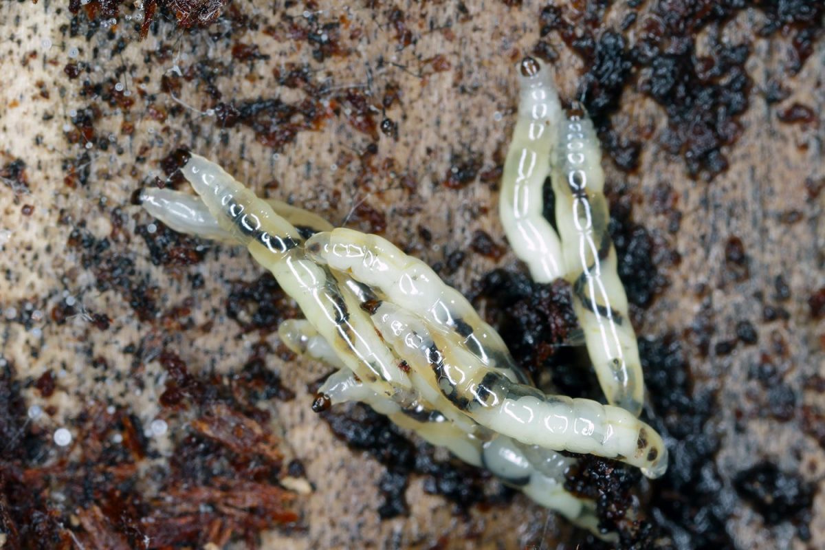 Dark-winged fungus gnat, Sciara (Sciaridae) larvae