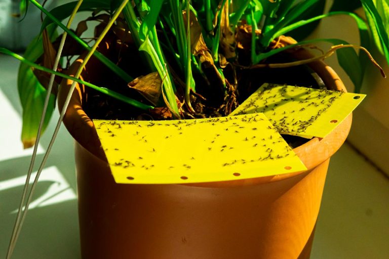 Dark winged fungus gnats are stuck on a yellow sticky trap, Should You Repot A Plant With Fungus Gnats?