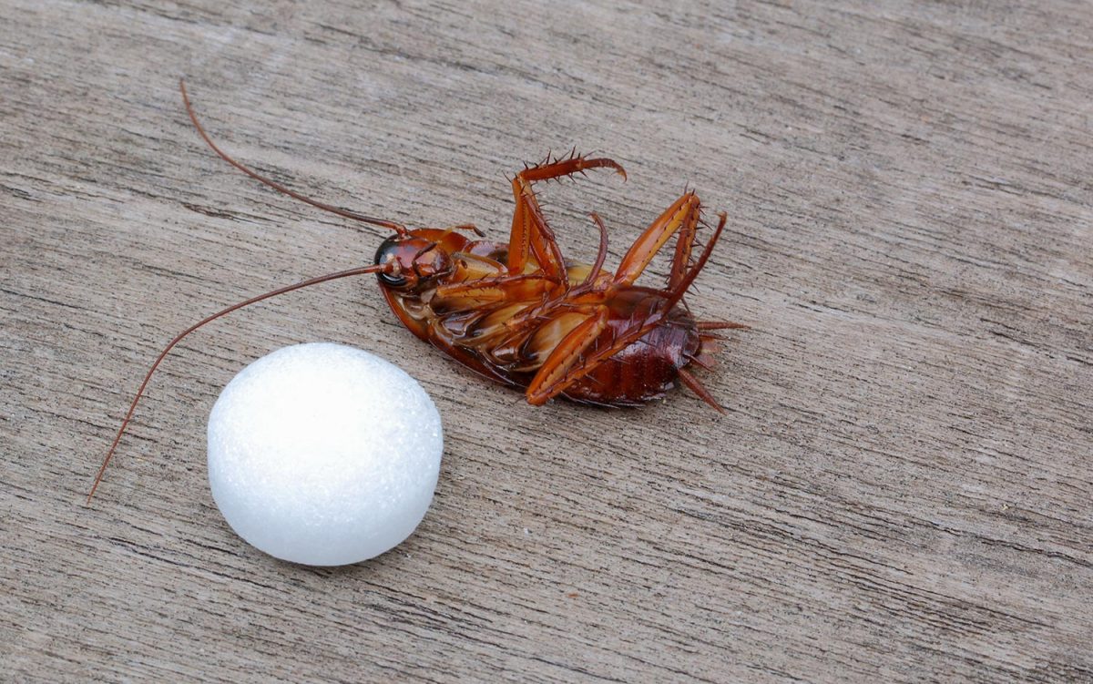 Dead cockroaches and mothball On the wooden floor