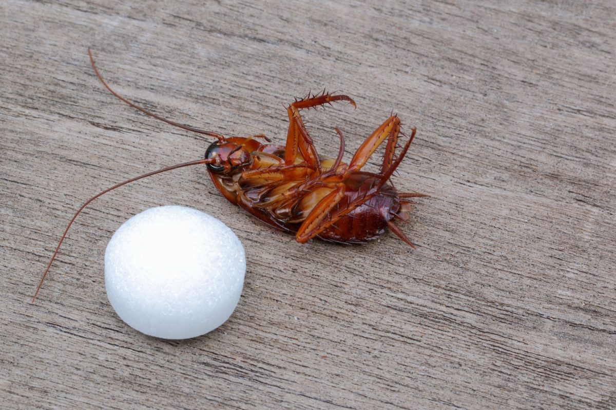 Dead cockroaches and mothball On the wooden floor.
