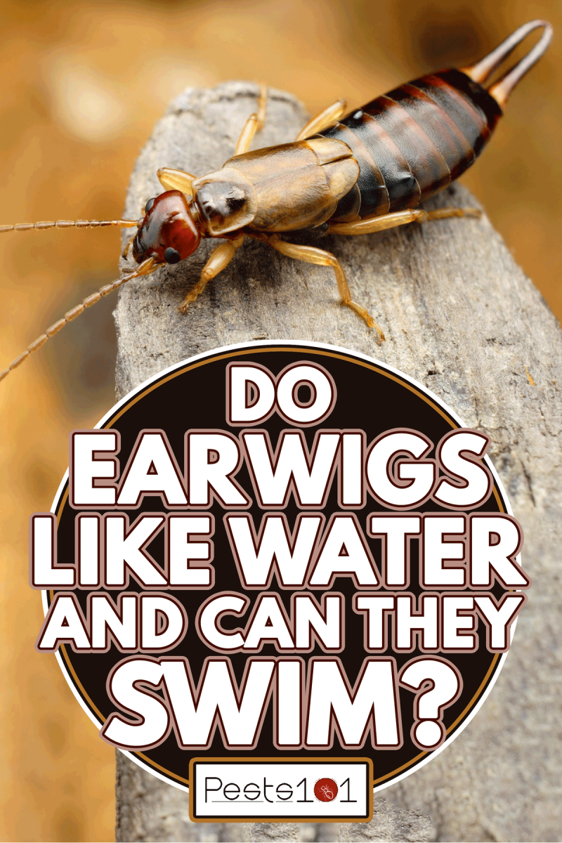 Earwig in its natural environment, Do Earwigs Like Water And Can They Swim?