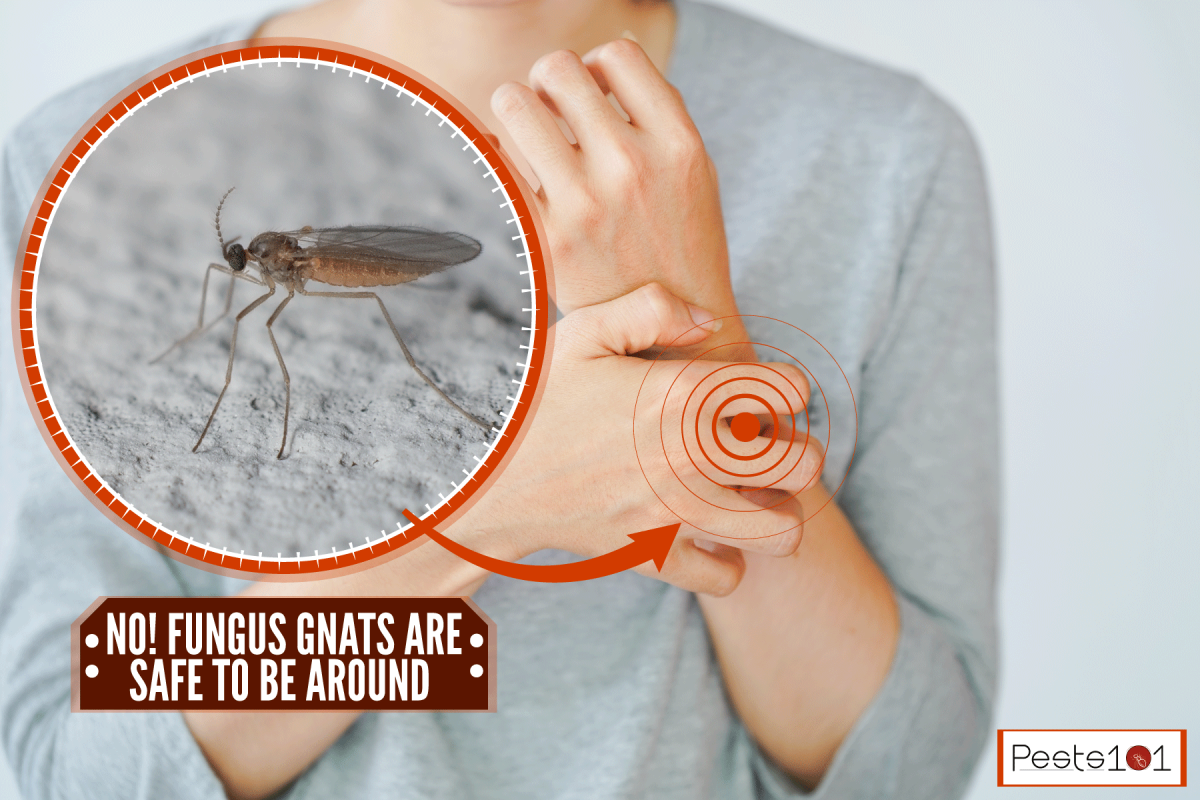 Woman scratching her hand due to a mosquito bite, Do Fungus Gnats Bite Humans?