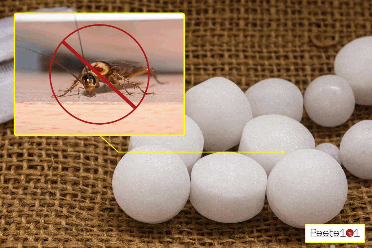 A white naphthalene mothball in the closet, Do Mothballs Attract Or Repel Roaches?
