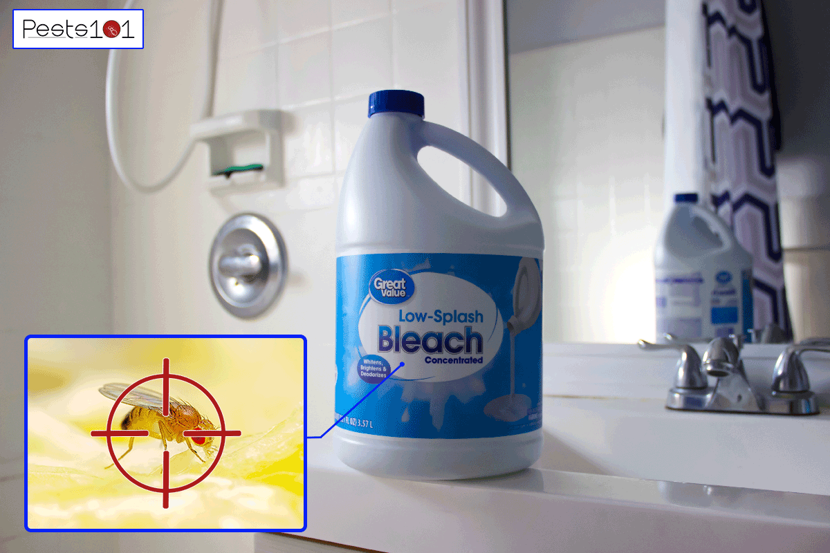 A concentrated bleach in a big bottle container, Does Bleach Kill Fruit Flies?