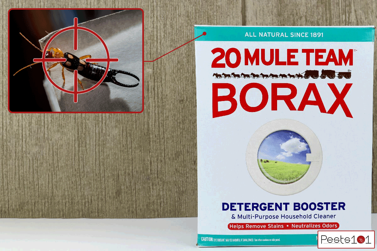 Box of 20 mule team borax, Does Borax Kill Earwigs?