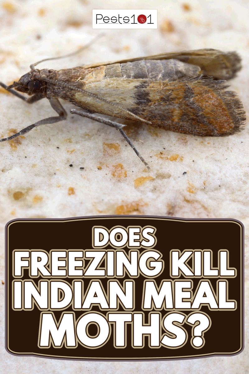 Indian mealmoth on a stored product of food in home, Does Freezing Kill Indian Meal Moths?