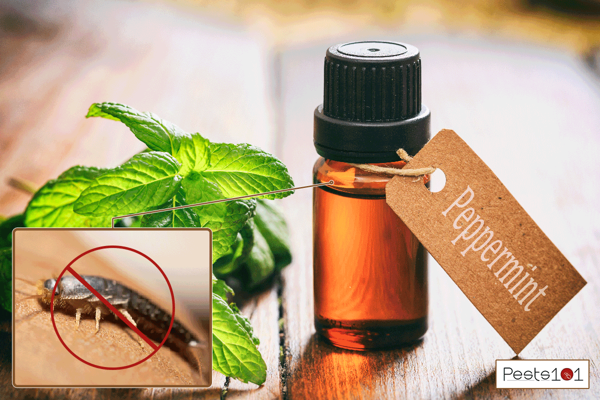 Peppermint essential oil on wooden table, Does Peppermint Oil Repel Silverfish?