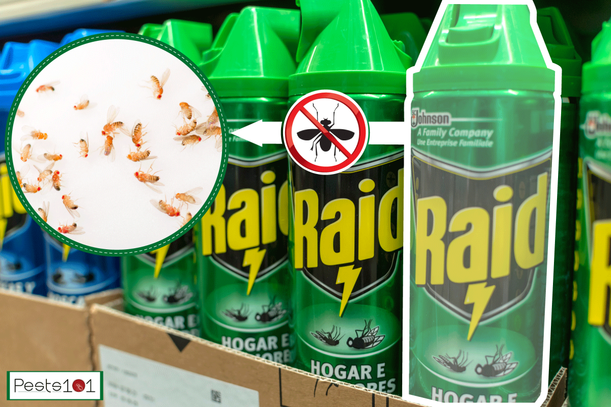 A shelf filled with Raid pesticide, Does Raid Kill Fruit Flies?