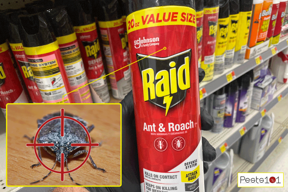 Man holding raid spray in the store, Does Raid Kill Stink Bugs?