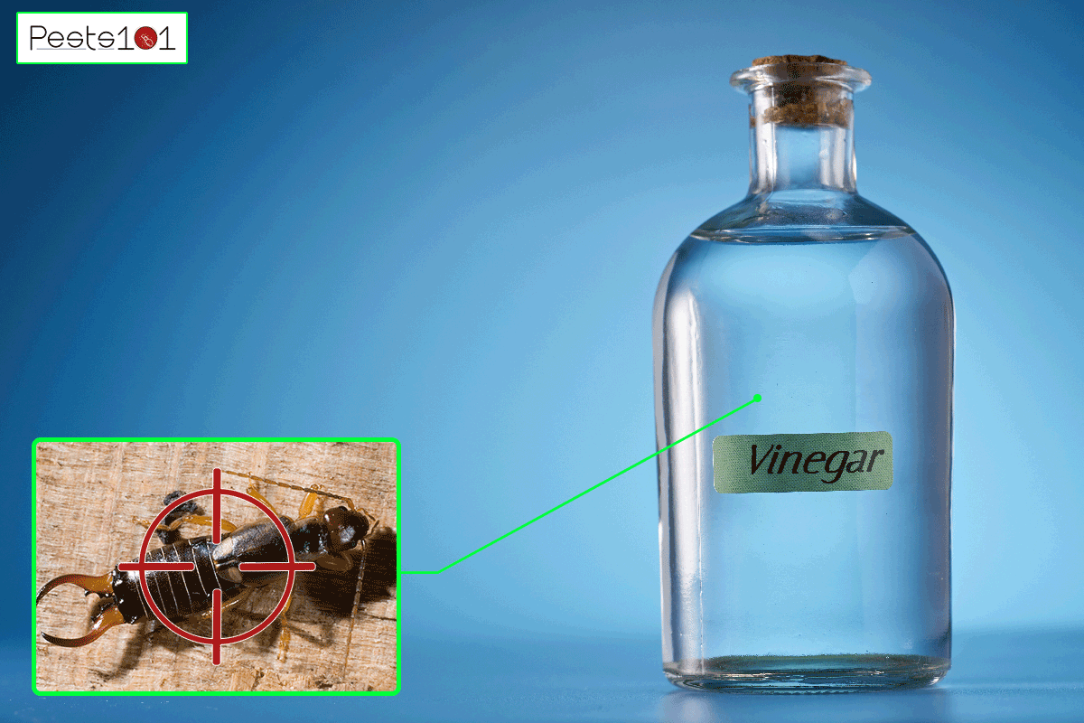 A white vinegar on bottle, Does Vinegar Kill Earwigs?