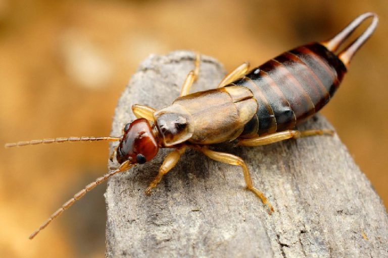 An earwig in its natural environment, Do Earwigs Like Water And Can They Swim?