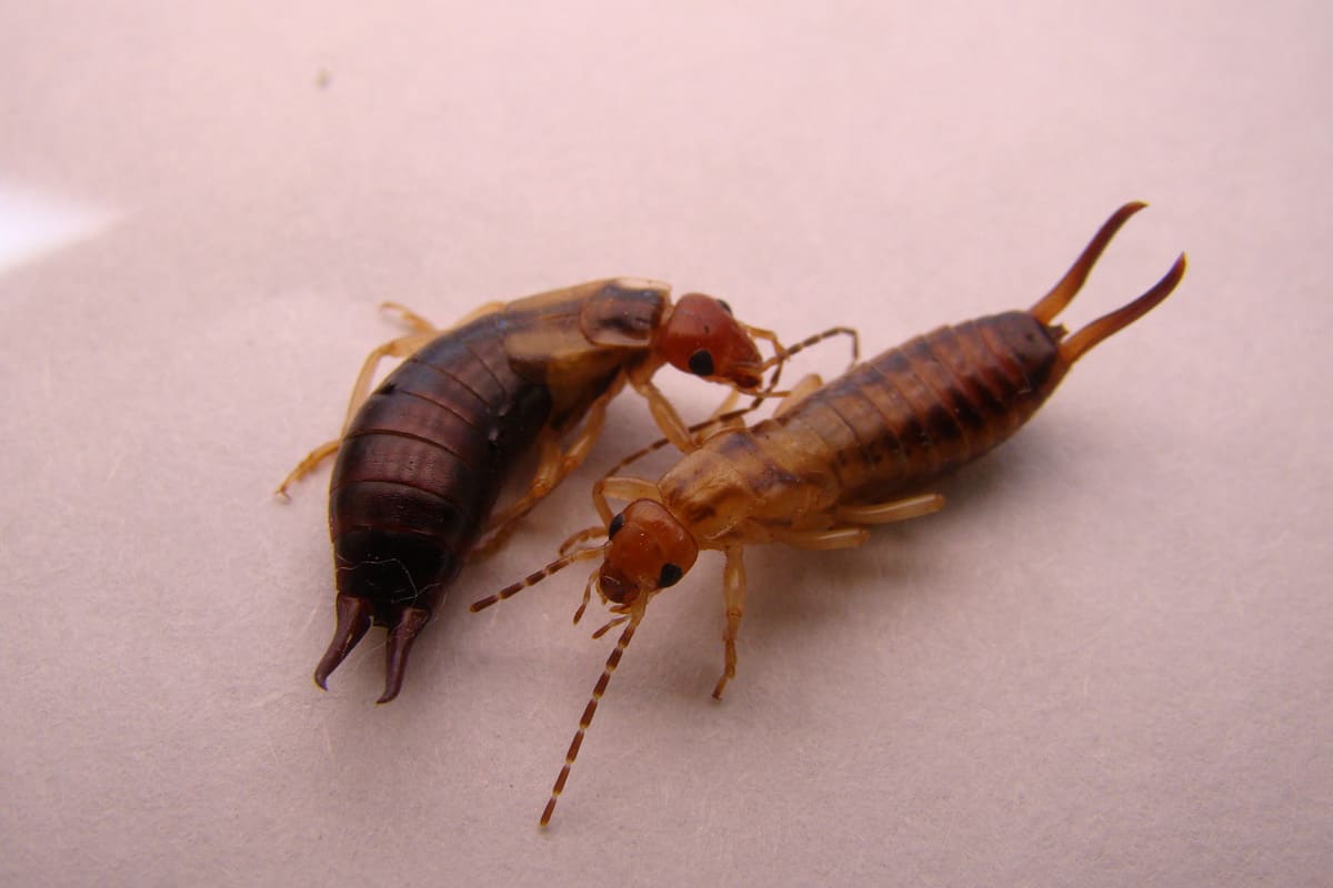 Earwig isolated. Earwig on a white background. Closeup earwigs Female on the left, male on the right.