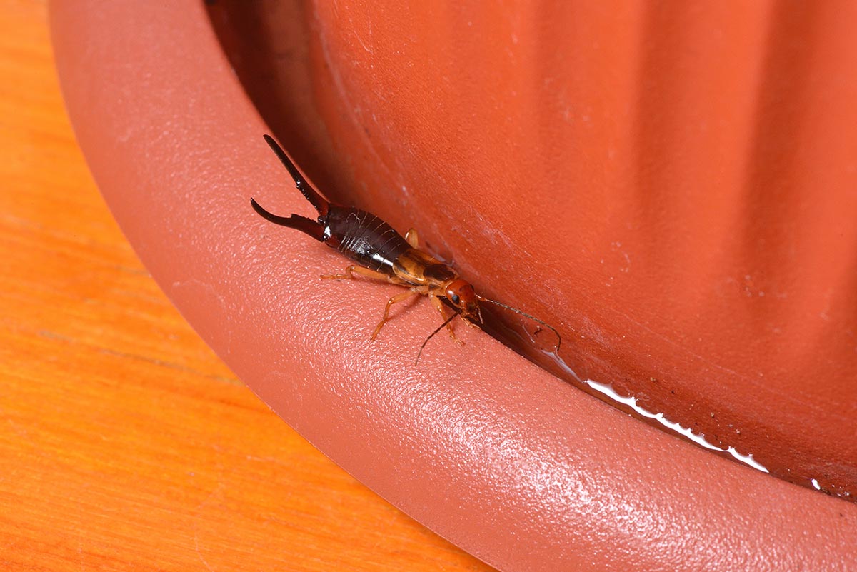 Earwig lived in a flower pot of the house