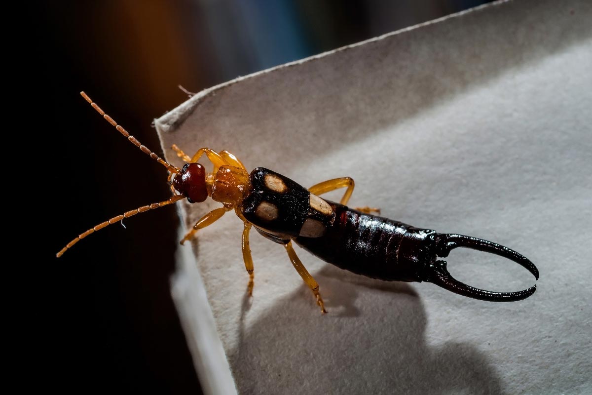 Earwig standing on the piece of paper