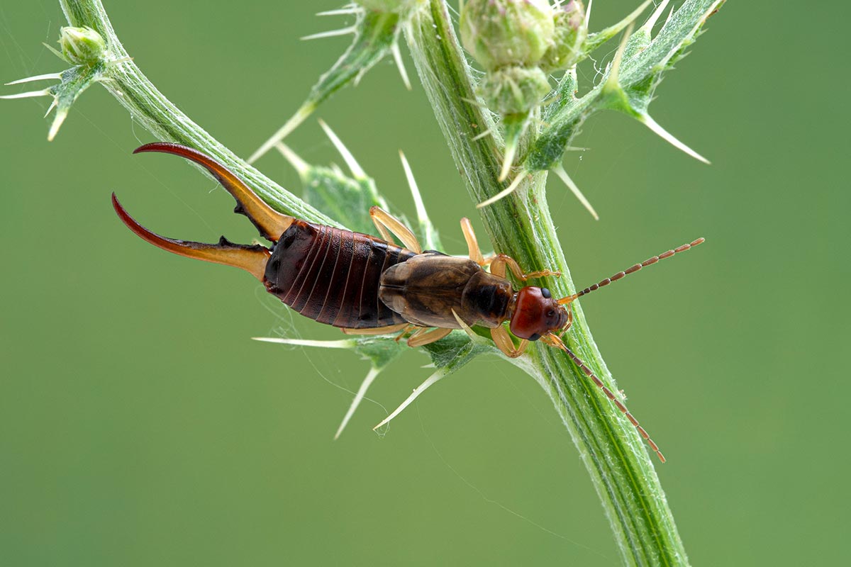 European earwig (Forficula auricularia) with very large pincers