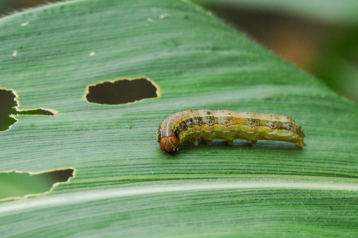 Fall armyworm (Spodoptera frugiperda) on maize
