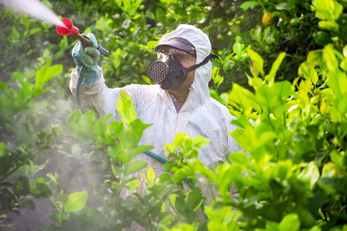 Farmer man spraying fumigating pesti