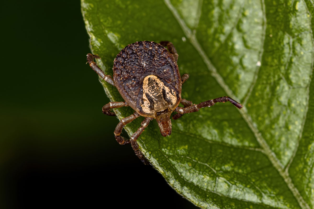 Female Adult Cayenne Tick