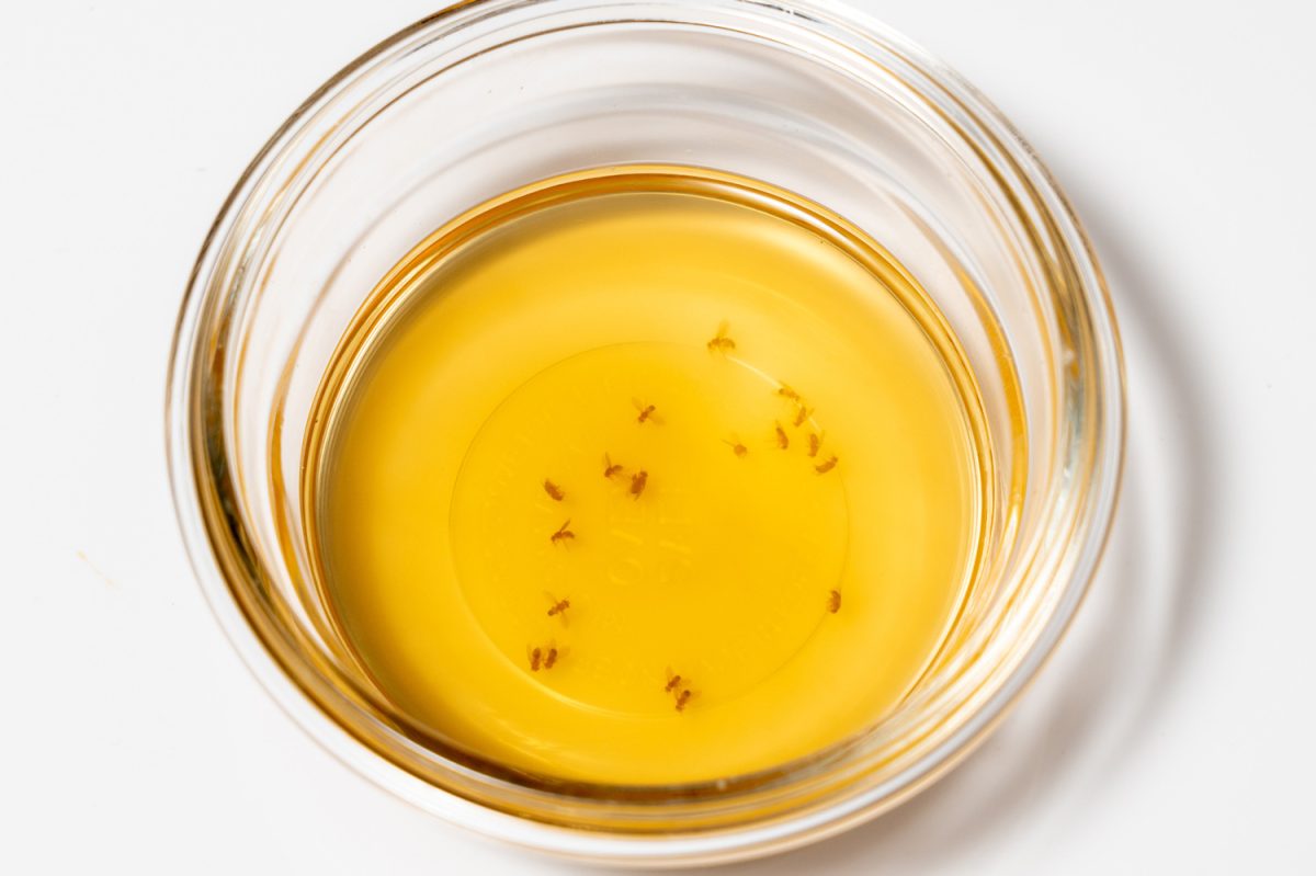 Fruit flies collected in a glass bowl with wine or cider vinegar and soap