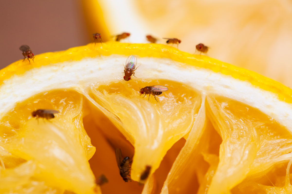 Fruit flies gathering on a lemon