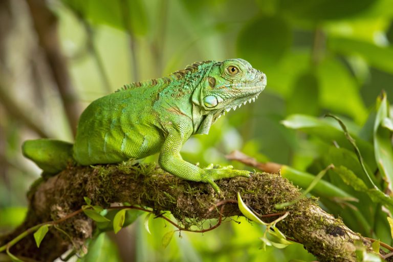 Green iguana, also known as the American iguana, is a large, arboreal, mostly herbivorous species of lizard of the genus Iguana, Do Mothballs Deter Iguanas?