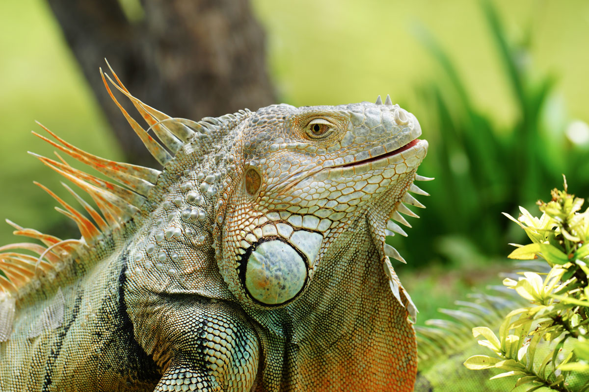 Green iguana also known as the American iguana is a lizard reptile in the genus Iguana in the iguana family