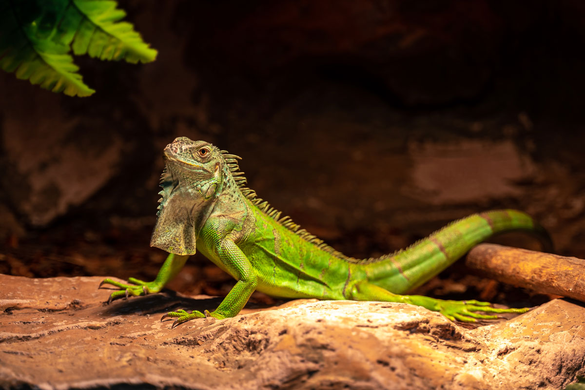 Green iguana the lizard sits resting on a stone