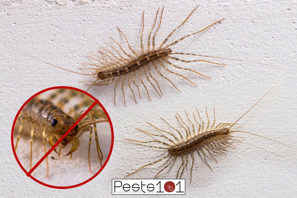Centipedes (Scutigera coleoptrata) on the wall look in different directions, Hard Shelled Centipedes In My House - What To Do?