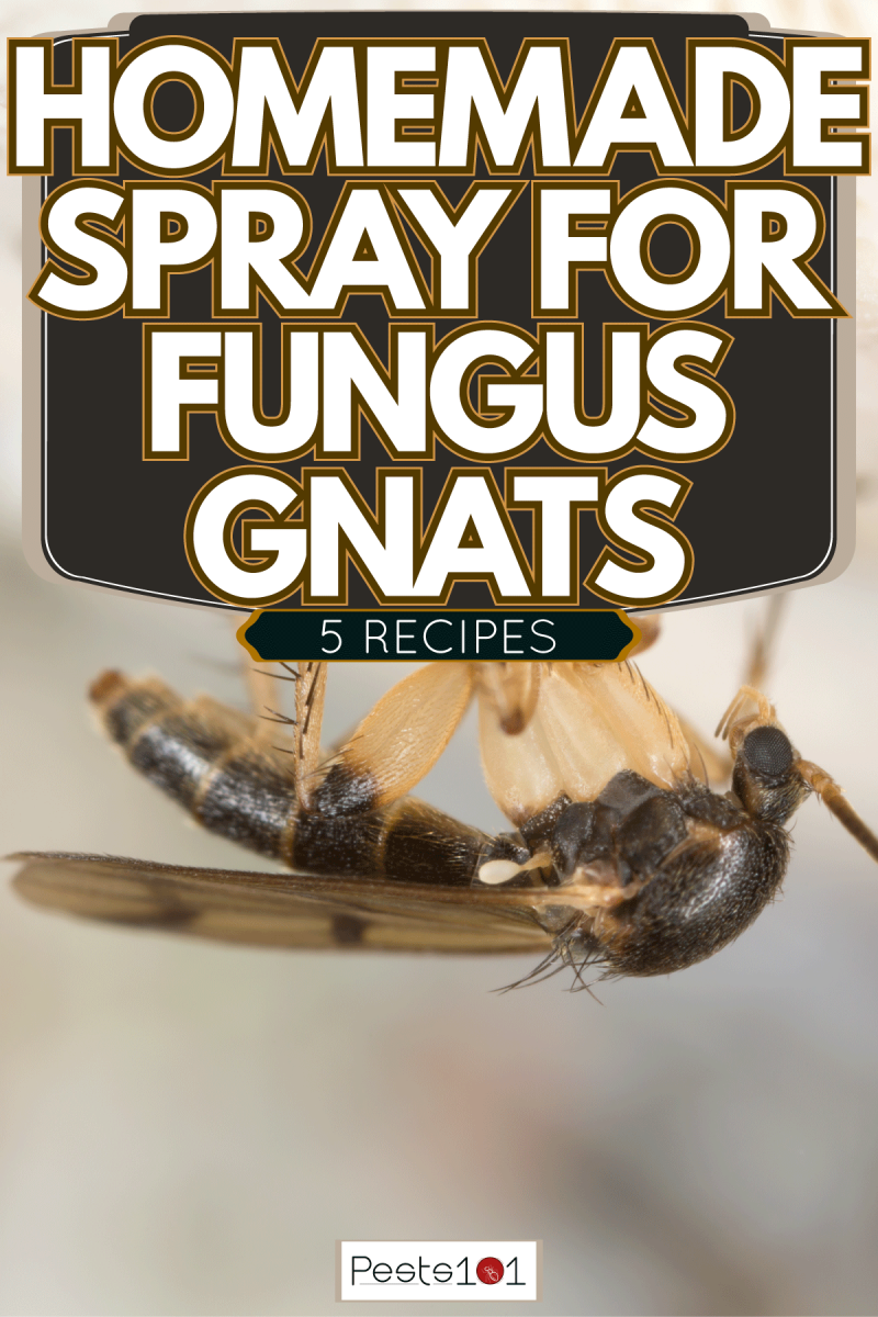 A fungus gnat photographed in great detail, Homemade Spray For Fungus Gnats: 5 Recipes