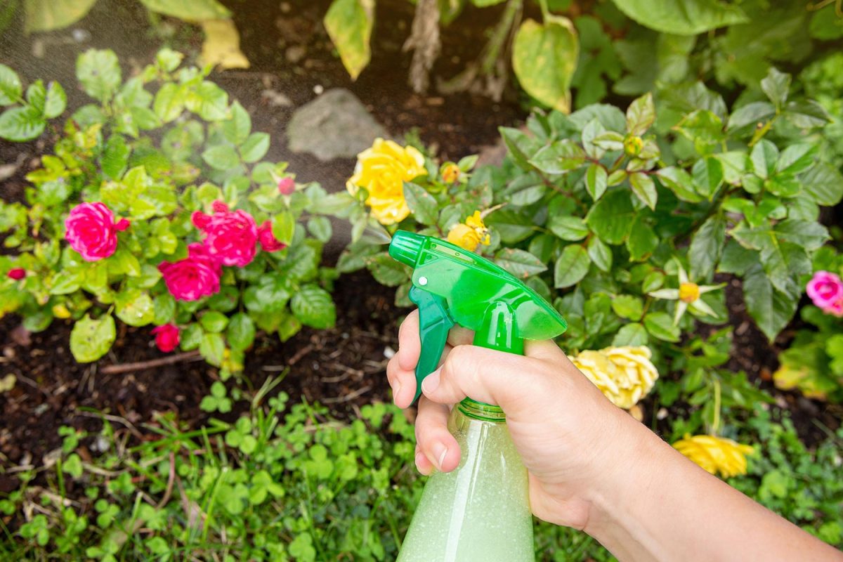 Homemade insecticidal insect spray in home garden