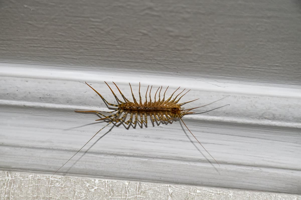 House centipede on the ceiling in the house