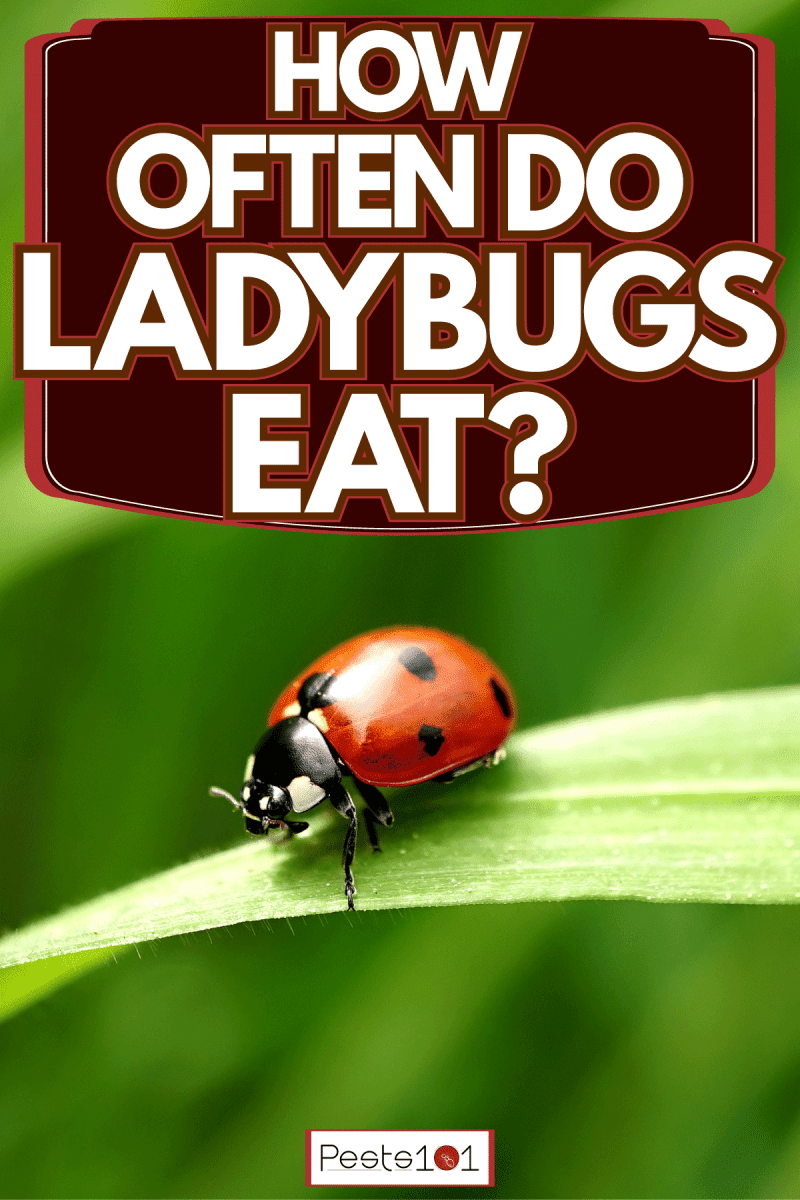 Two lady bugs lying on a leaf, How Often Do Ladybugs Eat?