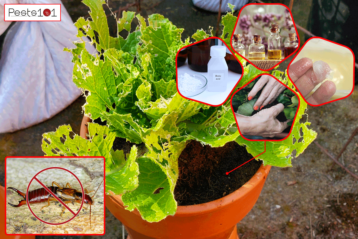 A letice plant in a pot eaten by earwigs, How To Get Rid Of Earwigs In Potted Plants