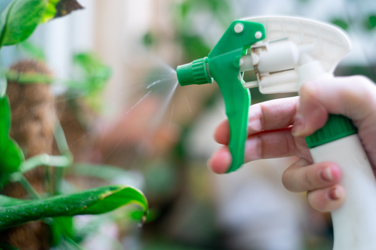 Green spray bottle being used to mist spray fertilizer, pesticide, water, anti fungal on home garden plants
