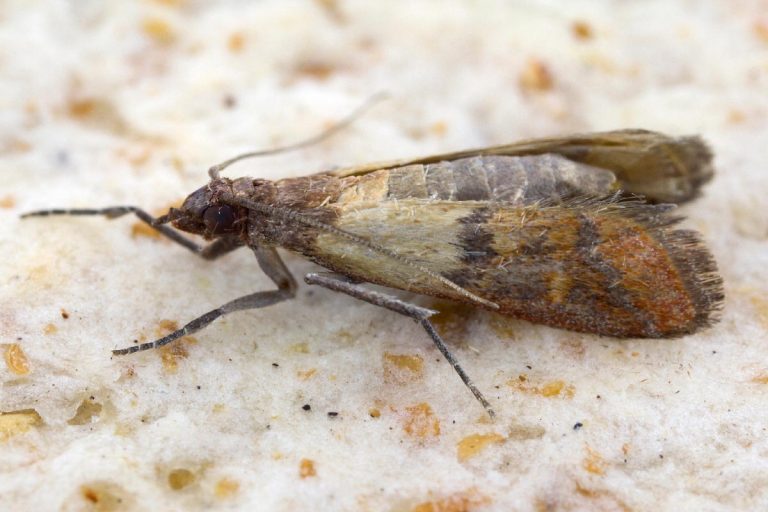 An indian mealmoth on a stored product of food in home, Does Freezing Kill Indian Meal Moths?
