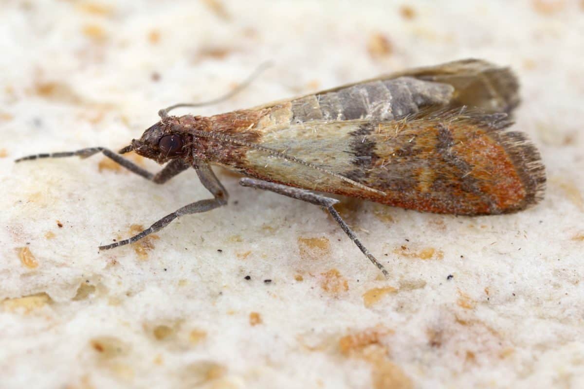 Indian mealmoth or Indianmeal moth Plodia interpunctella of a pyraloid moth from the family Pyralidae is common pest of stored products and pest of food in homes