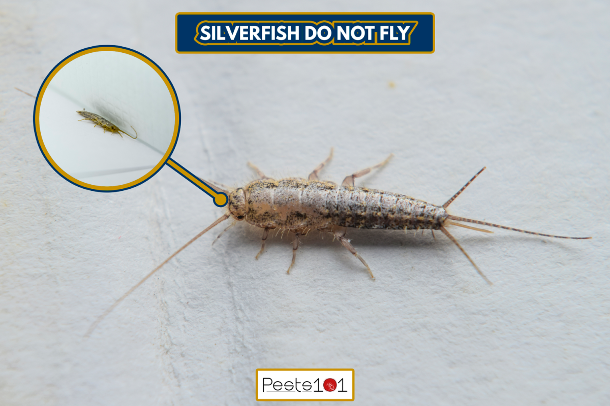 Insect feeding on paper - silverfish. Pest books and newspapers - Can Silverfish Jump Or Fly