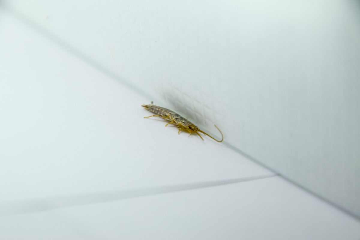 Insect feeding on paper - silverfish. Pest books and newspapers.

