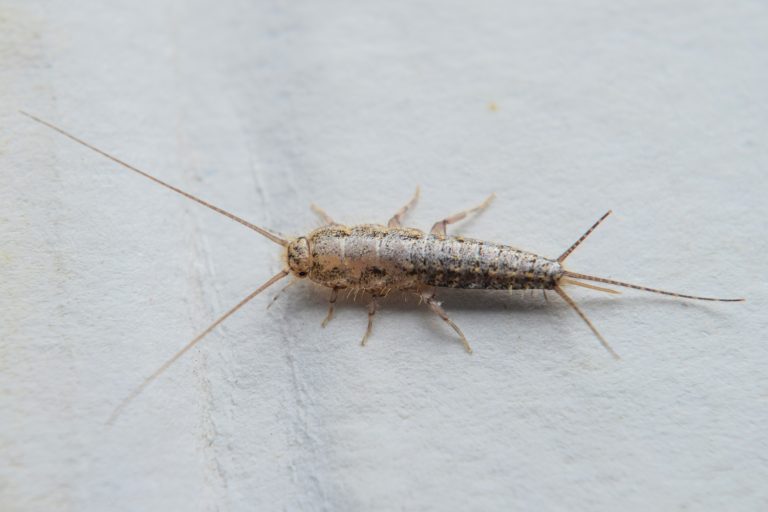 Insect feeding on paper - silverfish. Pest books and newspapers - Where Do Silverfish Lay Eggs