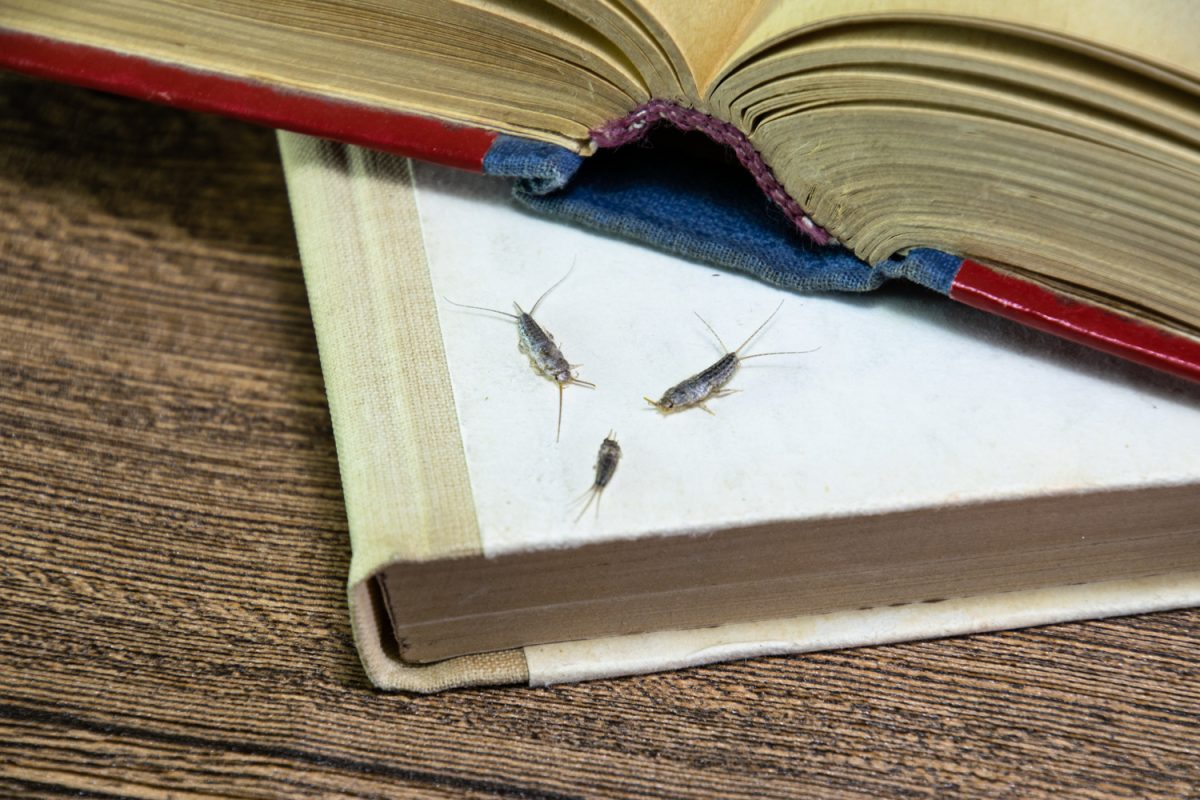 Insect feeding on paper - silverfish. Pest books and newspapers. silverfish of several pieces near the open book.
