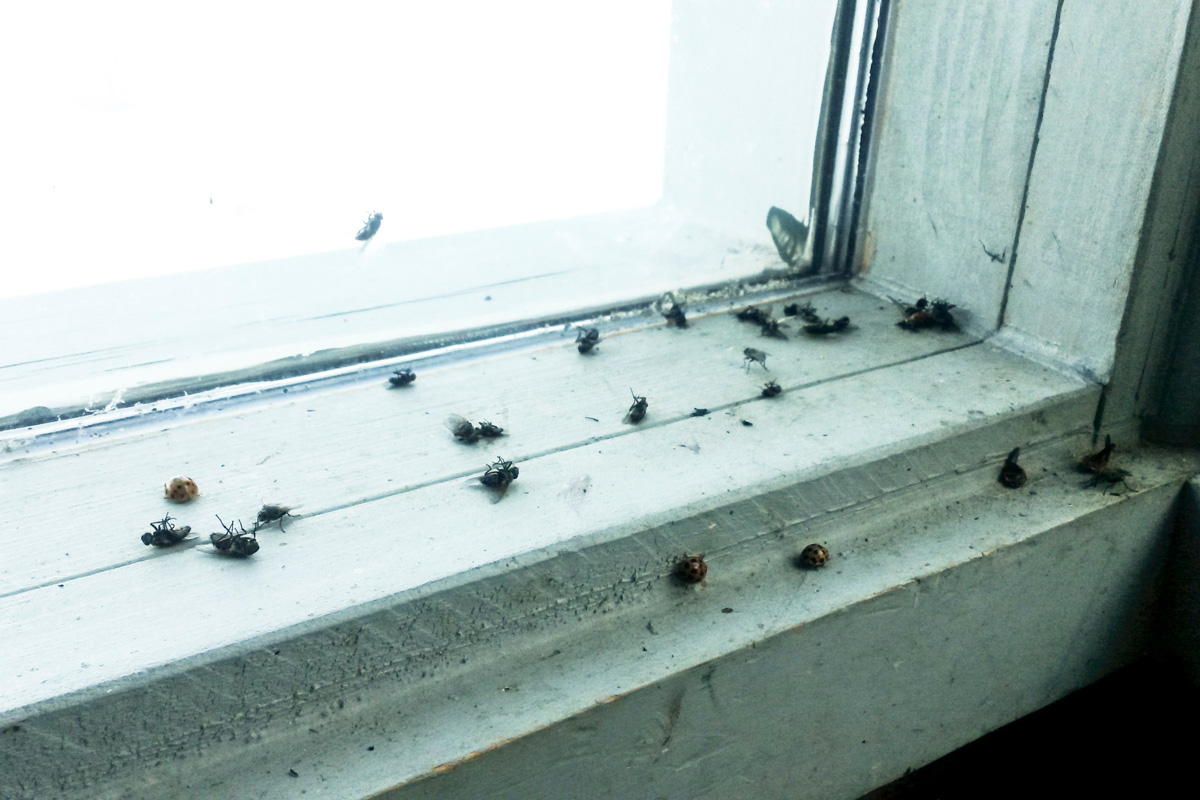 Ladybugs and Dead Houseflies On White Window Sill.
