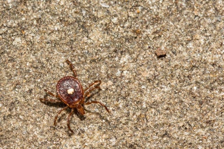 Lone star in the floor, Can Lone Star Ticks Live Indoors?