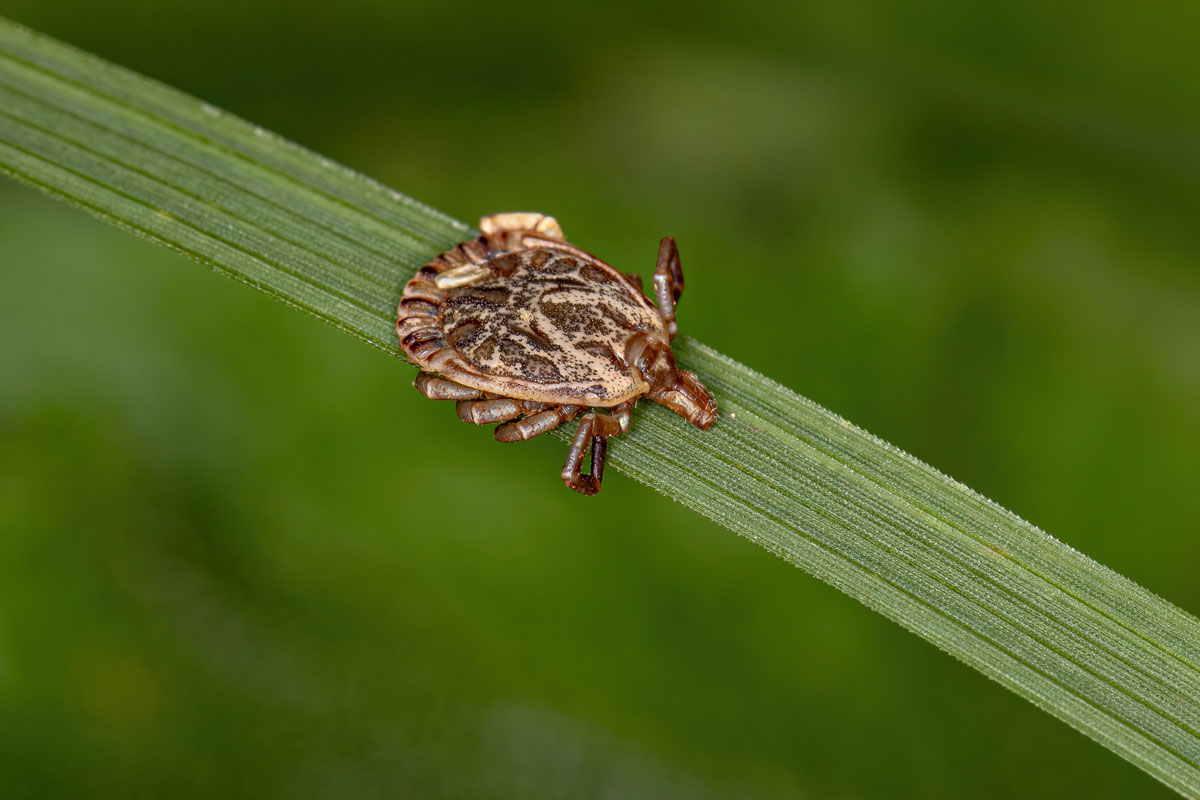 Male Adult Cayenne Tick