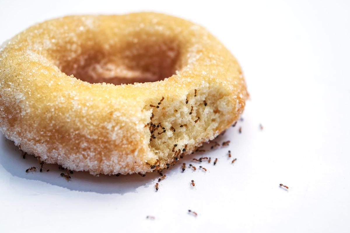 Many ants and donuts on a white background.