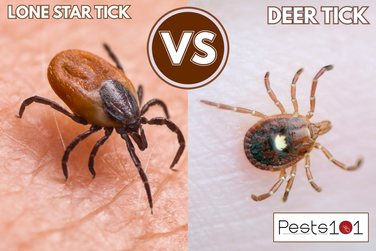 Parasitic biting insect on background of epidermis detail. Disgusting carrier of encephalitis, Lyme disease or babesiosis infections. Tick-borne diseases - Deer Tick Vs. Lone Star Tick What Are The Differences