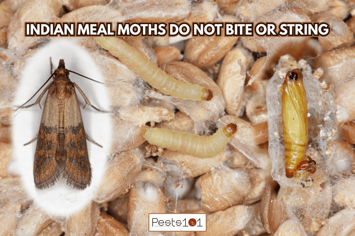 Pupae larvae and adult insect of Indian mealmoth Plodia interpunctella of a pyraloid moth of the family Pyralidae. It is common pest of stored products and pest of food in homes. - Are Indian Meal Moths Harmful