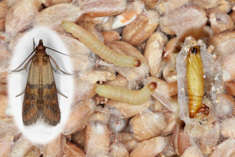 Pupae larvae and adult insect of Indian mealmoth Plodia interpunctella of a pyraloid moth of the family Pyralidae. It is common pest of stored products and pest of food in homes. - Are Indian Meal Moths Harmful